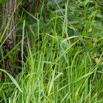 Elymus repens Habitatea