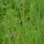Festuca rubra Цвят