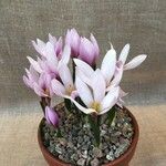 Colchicum szovitsii Hábito