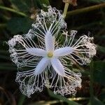 Trichosanthes cucumerina Blomma