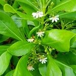 Scaevola taccadaFlower