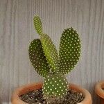 Opuntia microdasys পাতা