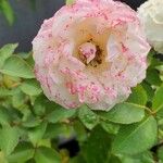 Rosa damascena Blodyn
