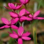 Hesperantha pauciflora Flor