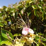 Quadrella cynophallophora Fruto