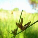 Cyperus laevigatus Fruit