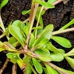 Polygala amarella Folio