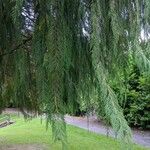 Cupressus cashmeriana Φύλλο