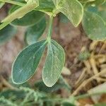 Zygophyllum fabago Leaf