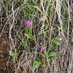 Primula pauciflora Fiore