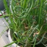 Albuca spiralis Folha