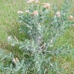 Artemisia tridentata 葉