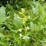 Platanthera chloranthaFlor