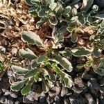 Asteriscus schultzii Hoja