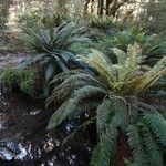 Polystichum vestitum Fuelha