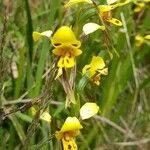 Diuris maculata