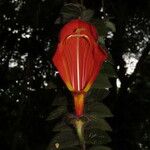 Columnea gloriosa 花