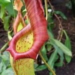 Nepenthes mirabilis Blatt