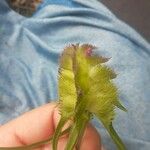 Melampyrum cristatum Virág