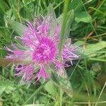 Centaurea uniflora Flower