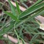 Xenostegia tridentata عادت داشتن