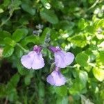 Salvia microphyllaЦветок