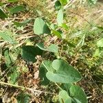 Aristolochia paucinervis List