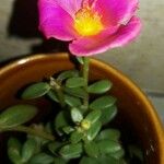 Portulaca grandifloraЦветок