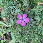 Dianthus pavonius Flower