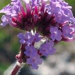 Verbena bonariensis Květ