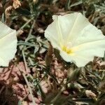 Convolvulus valentinus Çiçek