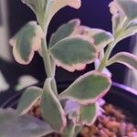 Kalanchoe fedtschenkoi Foglia