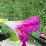 Ipomoea tricolor Flor