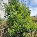 Acacia melanoxylon Hábito