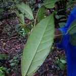 Discophora guianensis Leaf