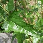 Atriplex sagittata Blad