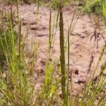 Phleum phleoides Leaf