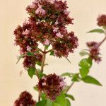 Origanum vulgare Flower