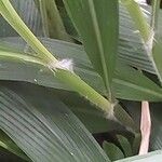 Setaria palmifolia Bark