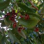 Acacia mangium Ліст