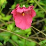 Diascia barberae