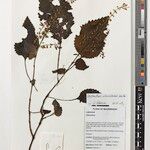 Plectranthus alboviolaceus Otro