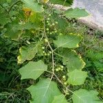 Solanum torvum 果實