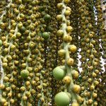 Caryota urens Fruto