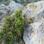 Hypericum balearicum Otro
