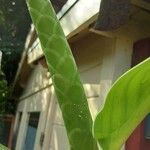 Hedychium gardnerianum ᱵᱟᱦᱟ