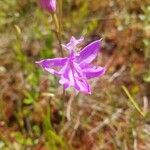 Calopogon tuberosus Blomst