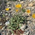 Inula montana Habit