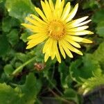 Doronicum caucasicum പുഷ്പം