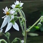 Saxifraga stolonifera Λουλούδι